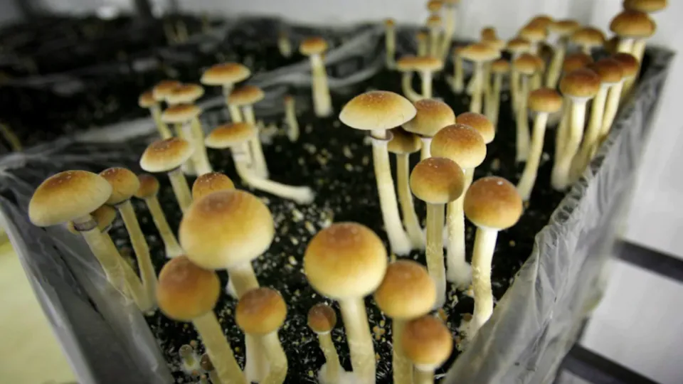 Microdose Québec Magasin, Des microdoses Premium - champignons de grade