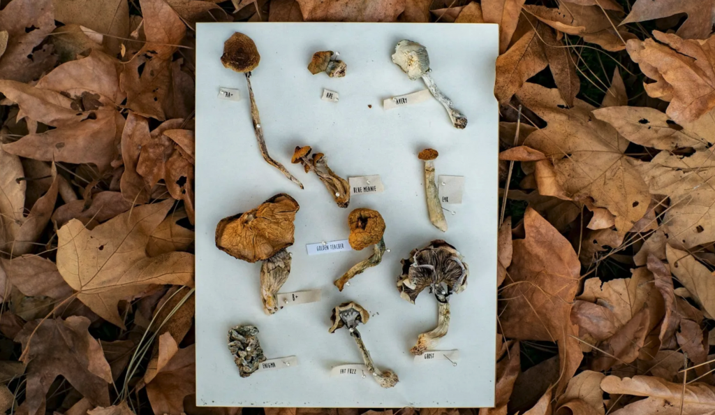 National Geographic - Psychedeliques