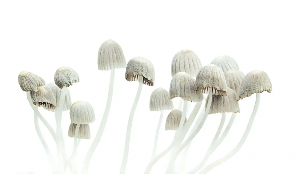 Étudier les champignons magiques