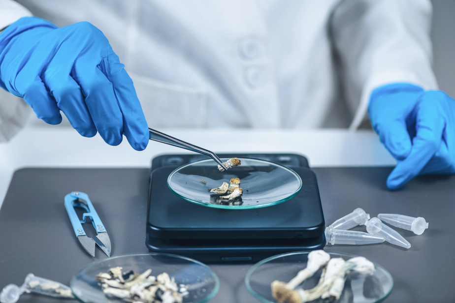 La Presse - Champignons magiques dépression